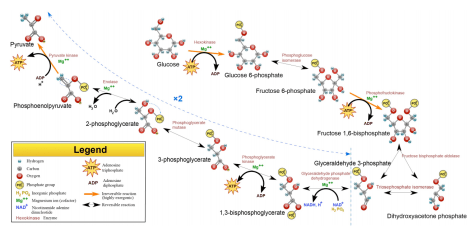 Glycolysis